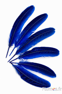 Fazant van Colchis - 15-20 cm - blauw